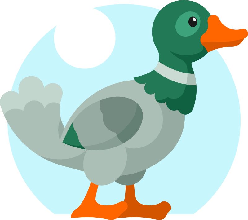 Drake Duck Standing by Pond