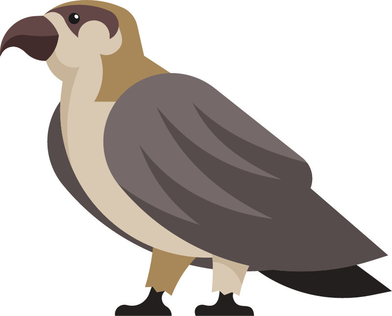 Falcon or Hawk Bird of Prey