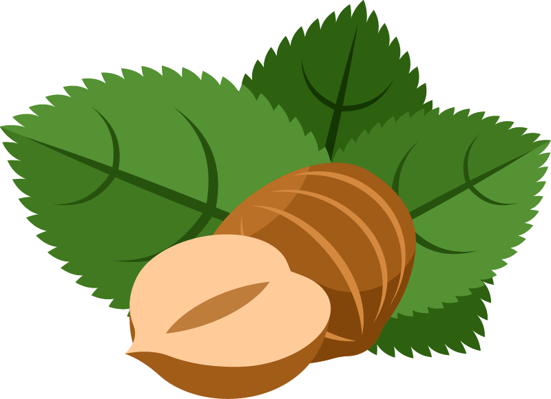 Hazelnut Depicted Elegantly