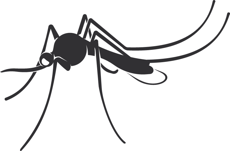 Irritating Mosquito in Action