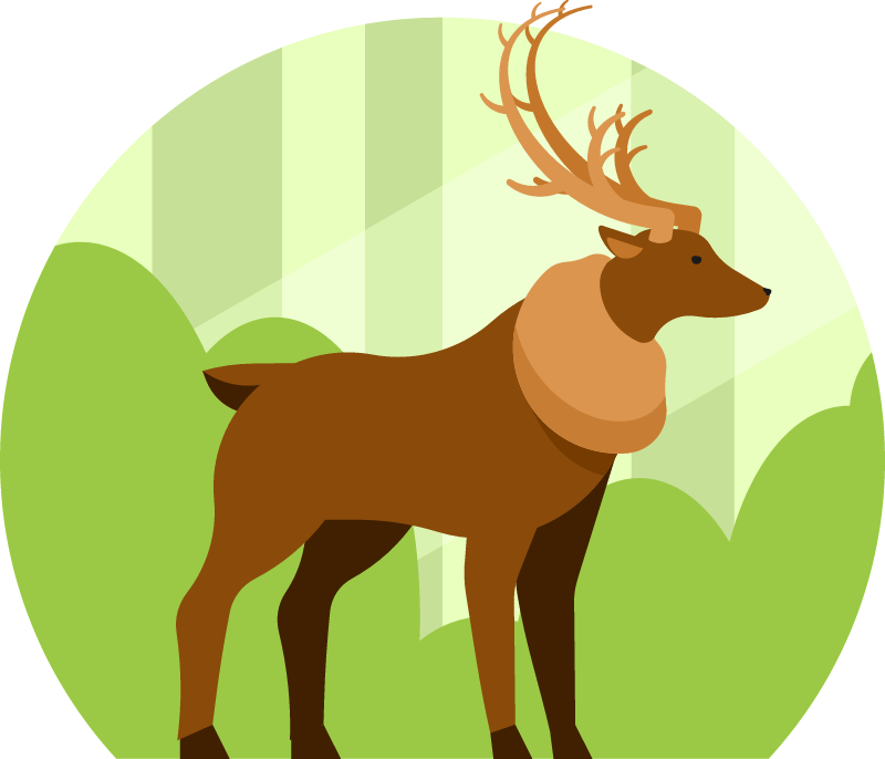 Majestic Deer Standing in Forest Clearing