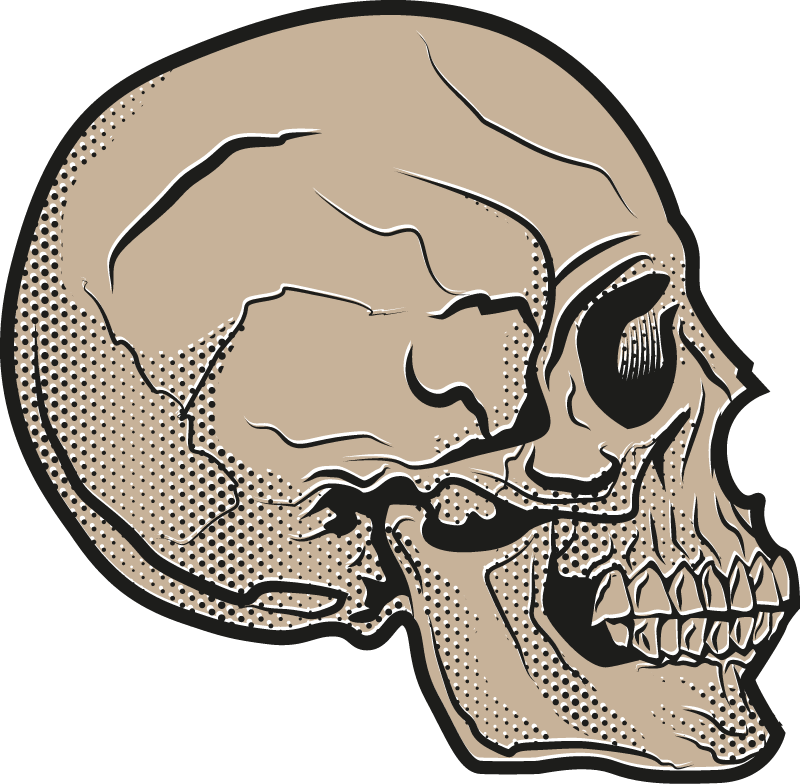 Profile View of Human Skull Anatomy