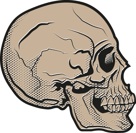 Profile View of Human Skull Anatomy