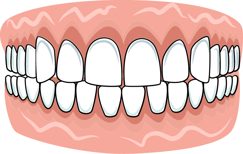 Teeth Display Model