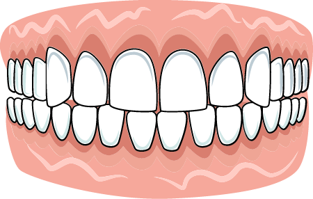 Teeth Display Model