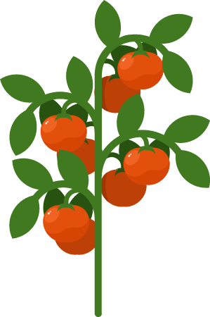 Tomato in Full Bloom