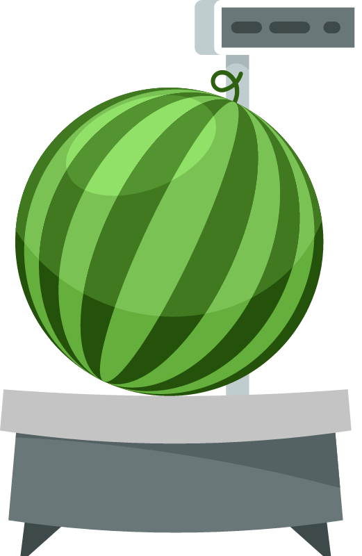 Watermelon Measured on a Scale