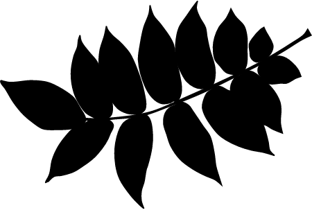 Silhouette of Ash Leaf