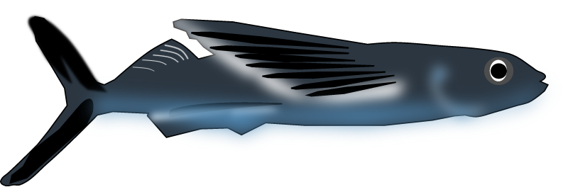 Soaring Flying Fish
