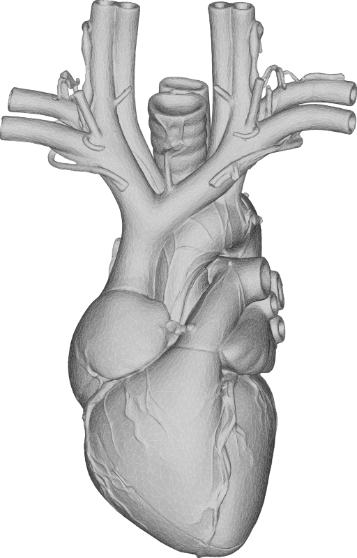 3D Anatomical Heart