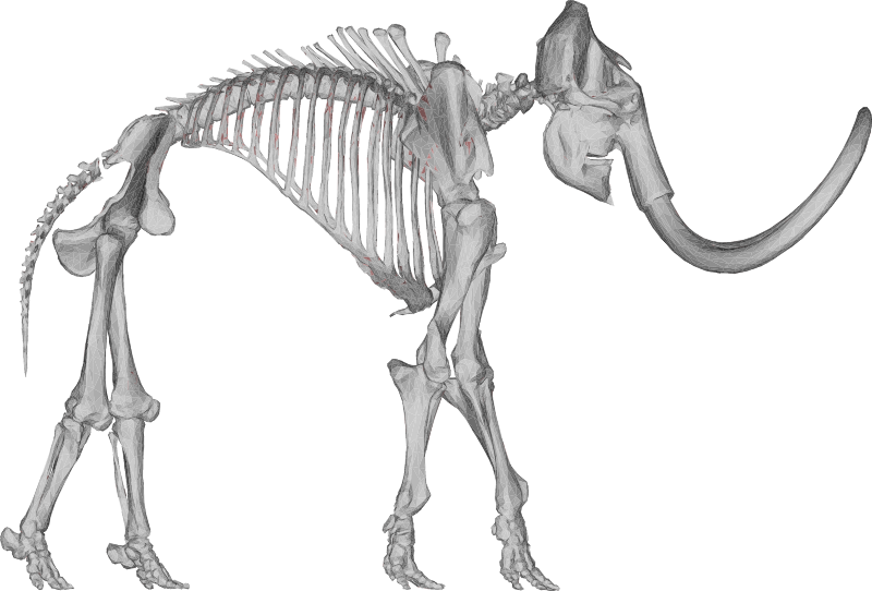 3D Mammoth Skeleton Model