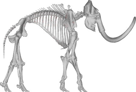 3D Mammoth Skeleton Model