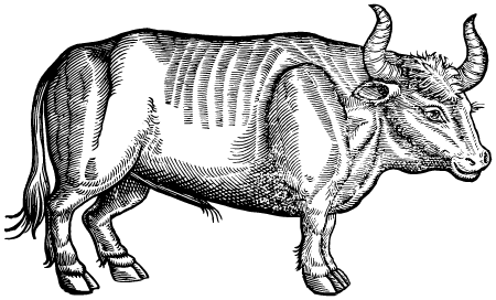 Antique Ox Line Art