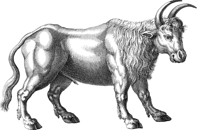 Antique Ox Line Drawing
