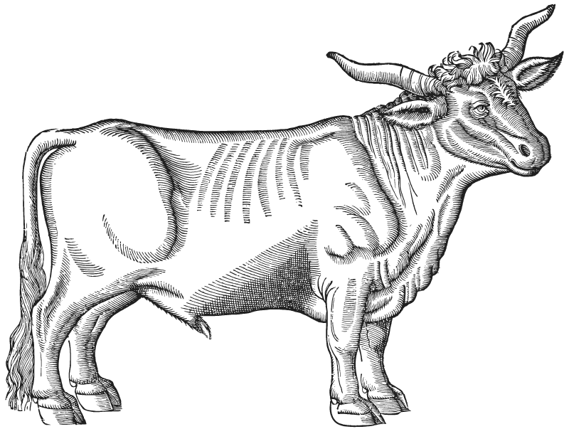 Classic Ox Line Art