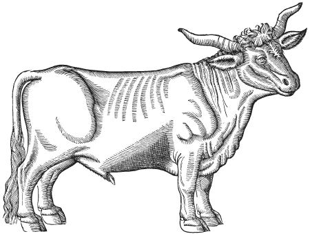 Classic Ox Line Art