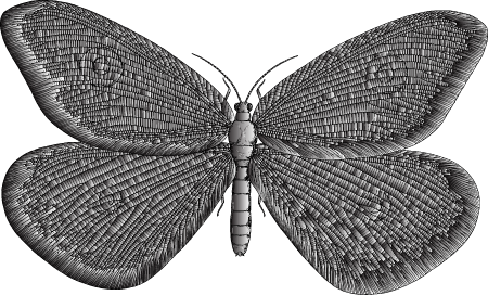 Duochrome Vintage Butterfly