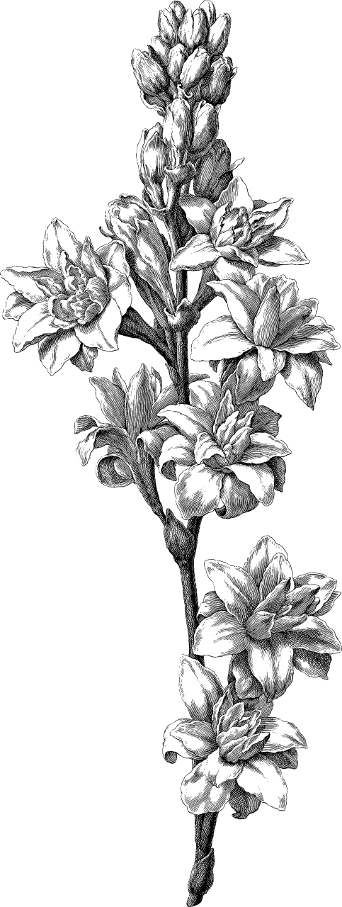 Elegant Long-Stalk Flower