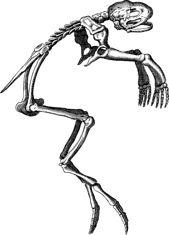 Toad Skeleton Line Drawing