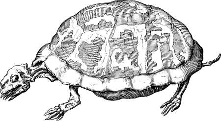 Turtle Skeleton Diagram