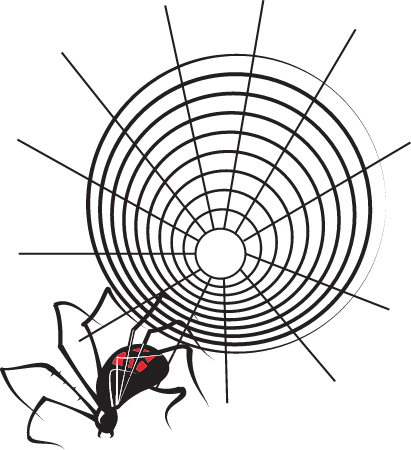 Creepy Spider with Intricate Web
