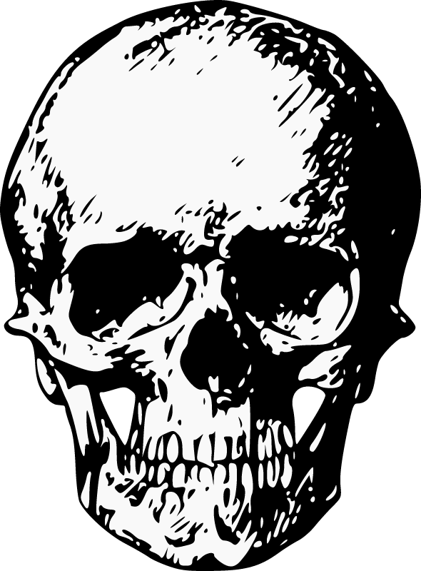 Front View Human Skull
