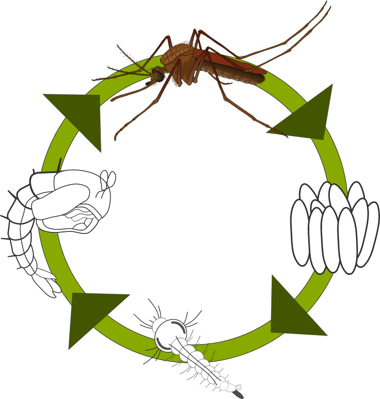 Mosquito Life Cycle Diagram