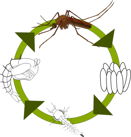 Mosquito Life Cycle Diagram