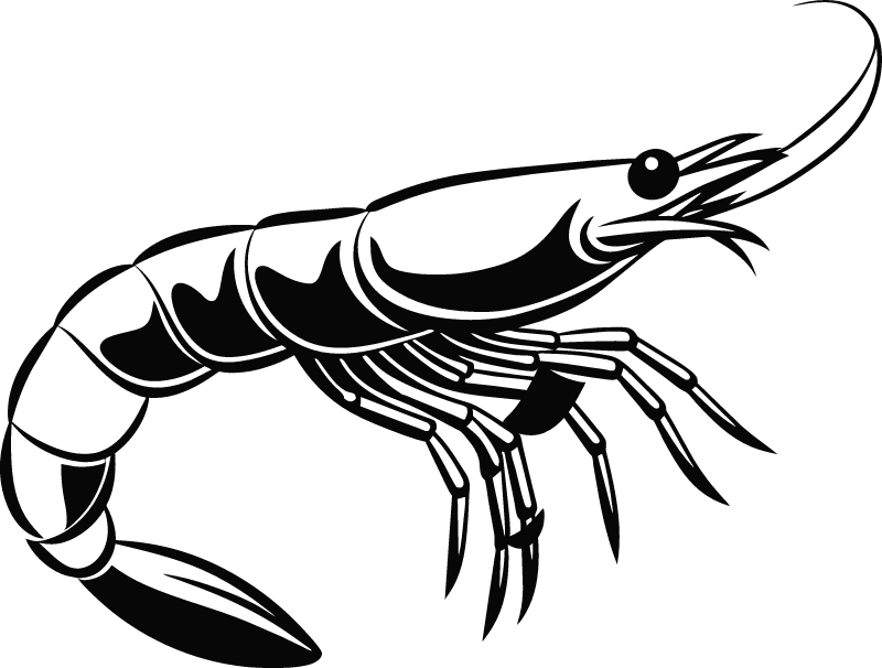 Simple Shrimp Illustration