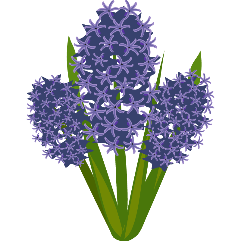 Blooming Hyacinthus L.