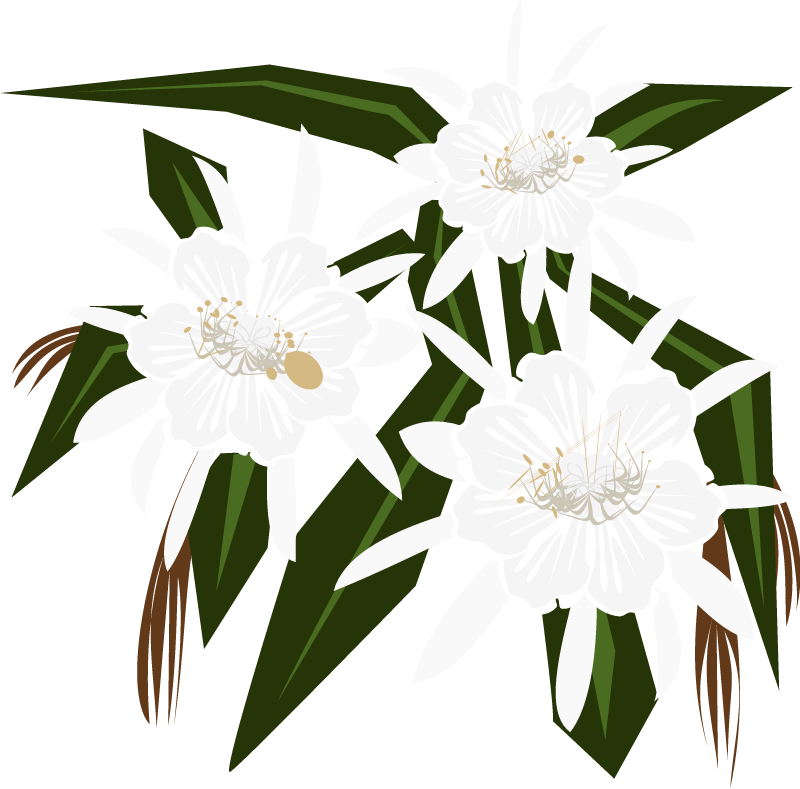 Epiphyllum Night Bloom