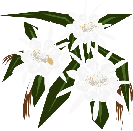 Epiphyllum Night Bloom