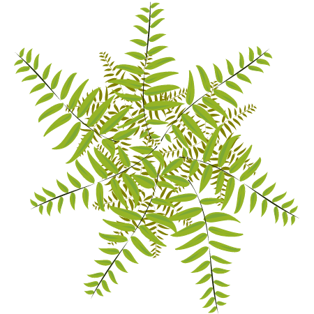 Fern Symbolic Design