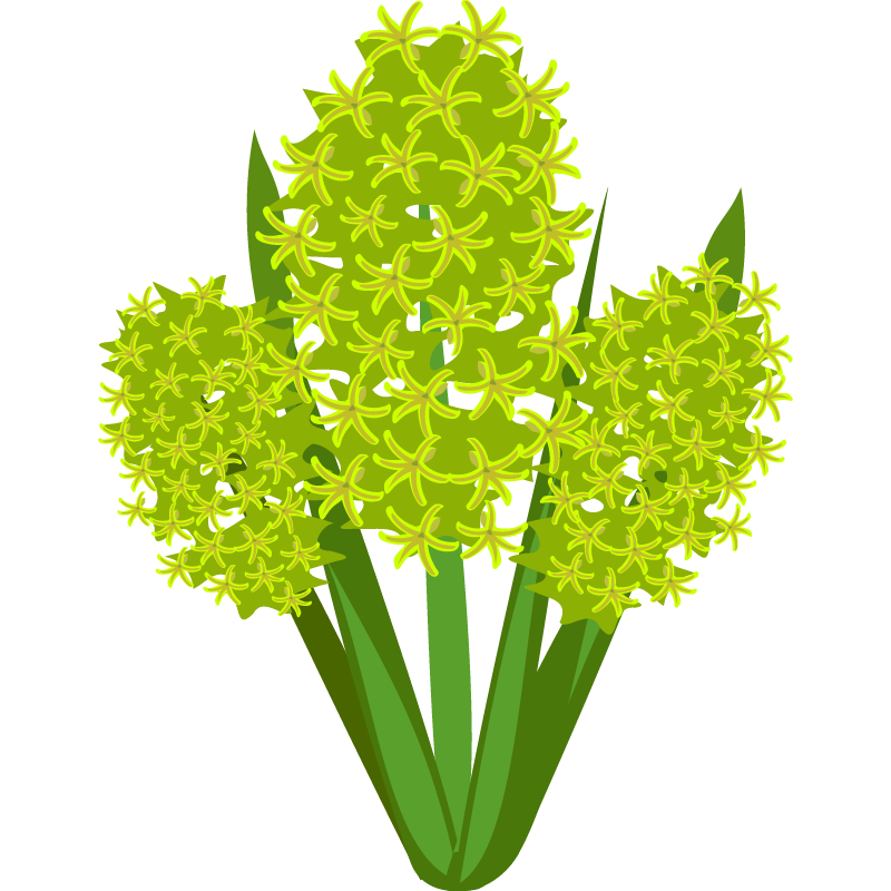 Hyacinthus L.