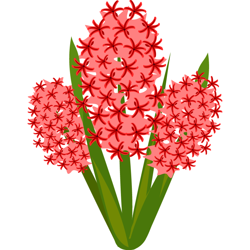 Hyacinthus L. Flower