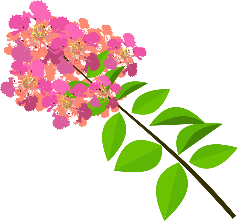 Lagerstroemia Indica Bloom