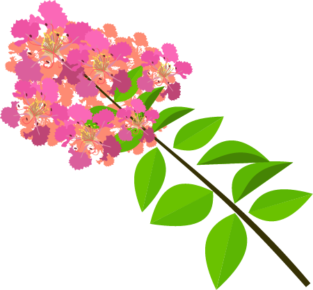 Lagerstroemia Indica Bloom