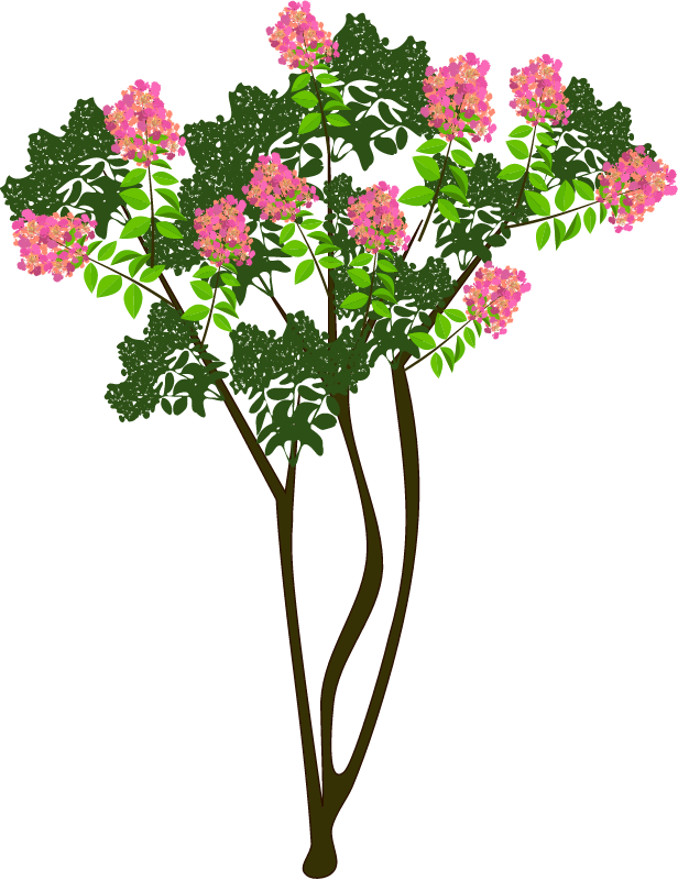 Lagerstroemia Indica Blooming tree