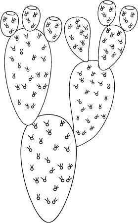 Opuntia Ficus-Indica Cactus