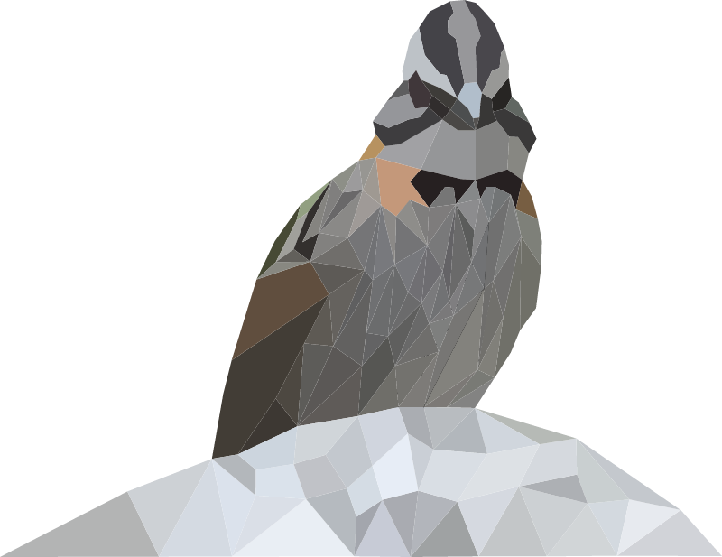 Zonotrichia Capensis Bird