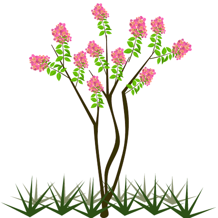 Lagerstroemia Indica Tree with Grass