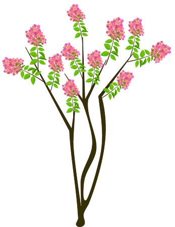 Lagerstroemia Indica Tree