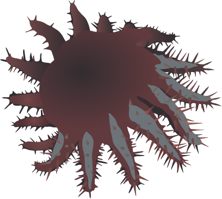 Crown of Thorns Starfish (Acanthaster Planci)