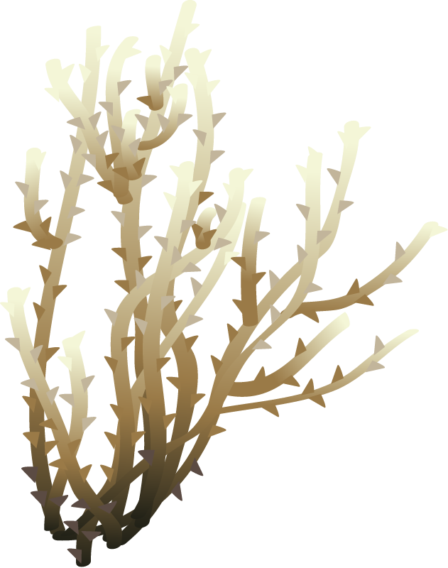 Spiny Seaweed (Acanthophora Spicifera)