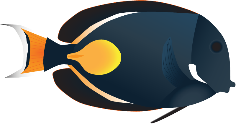 Achilles Tang (Acanthurus Achilles)