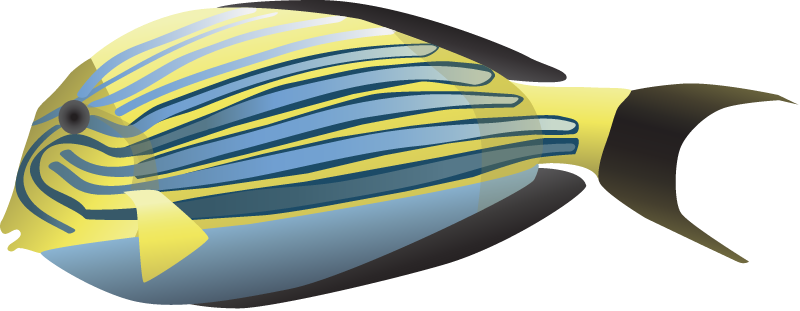 Striped Surgeon Fish (Acanthurus Lineatus)
