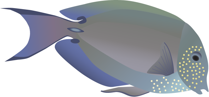 Brown Surgeonfish (Acanthurus Nigrofuscus)