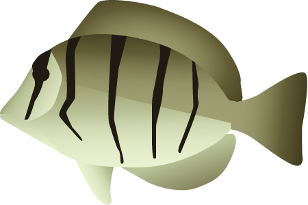 Convict Tang (Acanthurus Triostegus)