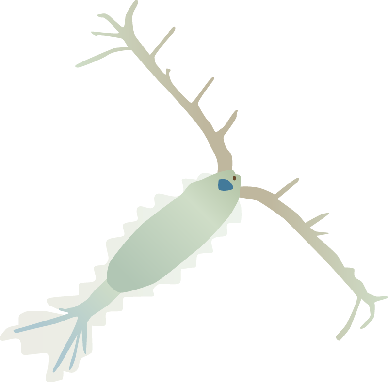 Copepod (Acartia)