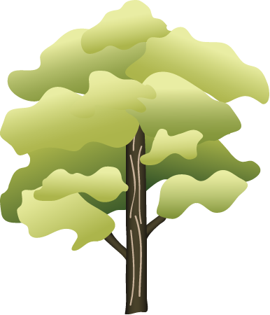 Striped Maple (Acer Pensylvanicum)